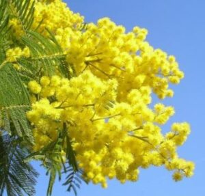 Non solo mimose: la vera storia della Giornata internazionale della donna