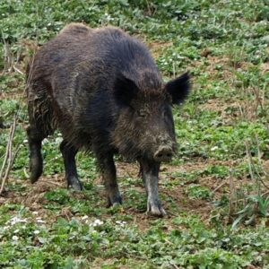 Incidente sulla A21 per l’attraversamento di un cinghiale