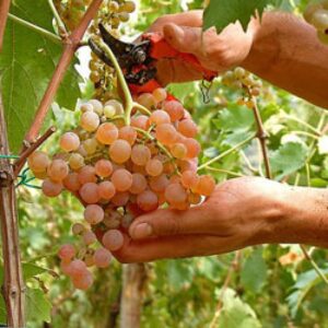 Vendemmia: uva abbondante e sana ma resta l’incognita del mercato