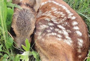 Cuccioli di capriolo, ecco perchè è meglio non toccarli