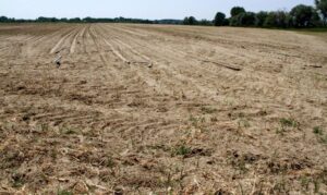 Estate bollente, produzioni in difficoltà ed è allarme speculazione