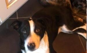 Colpi d’arma contro i cani?