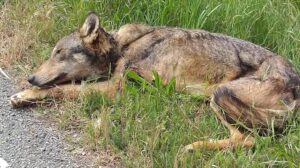 Morto il lupo recuperato a San Sebastiano Curone