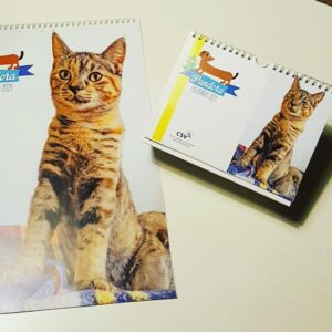 I calendari di ‘Pandora’ aiutano gli animali