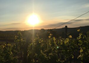 Aperitivi in vigna, l’idea per un marketing territoriale