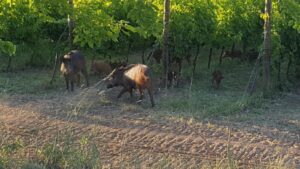 Cinghiali, Coldiretti domani in piazza: “Allarme mai così alto”