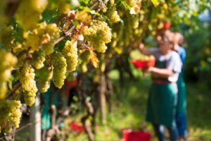 Vendemmia: la raccolta dopo un anno di lavoro