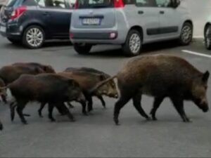 Peste suina, gli esperti: «Norme controproducenti, danni al turismo»