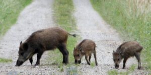 Peste suina: altri cinque casi confermati, ora sono 8 in tutto