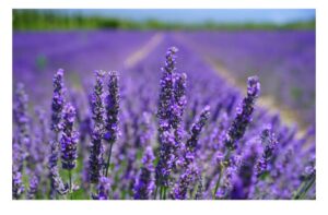 Lavanda e picnic, profumo e convivialità
