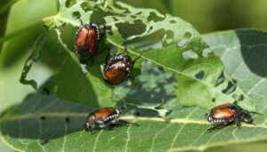 Popilia Japonica, è allarme anche in provincia