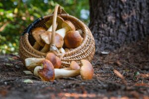 Intossicazioni da funghi: gli avvertimenti del Sian