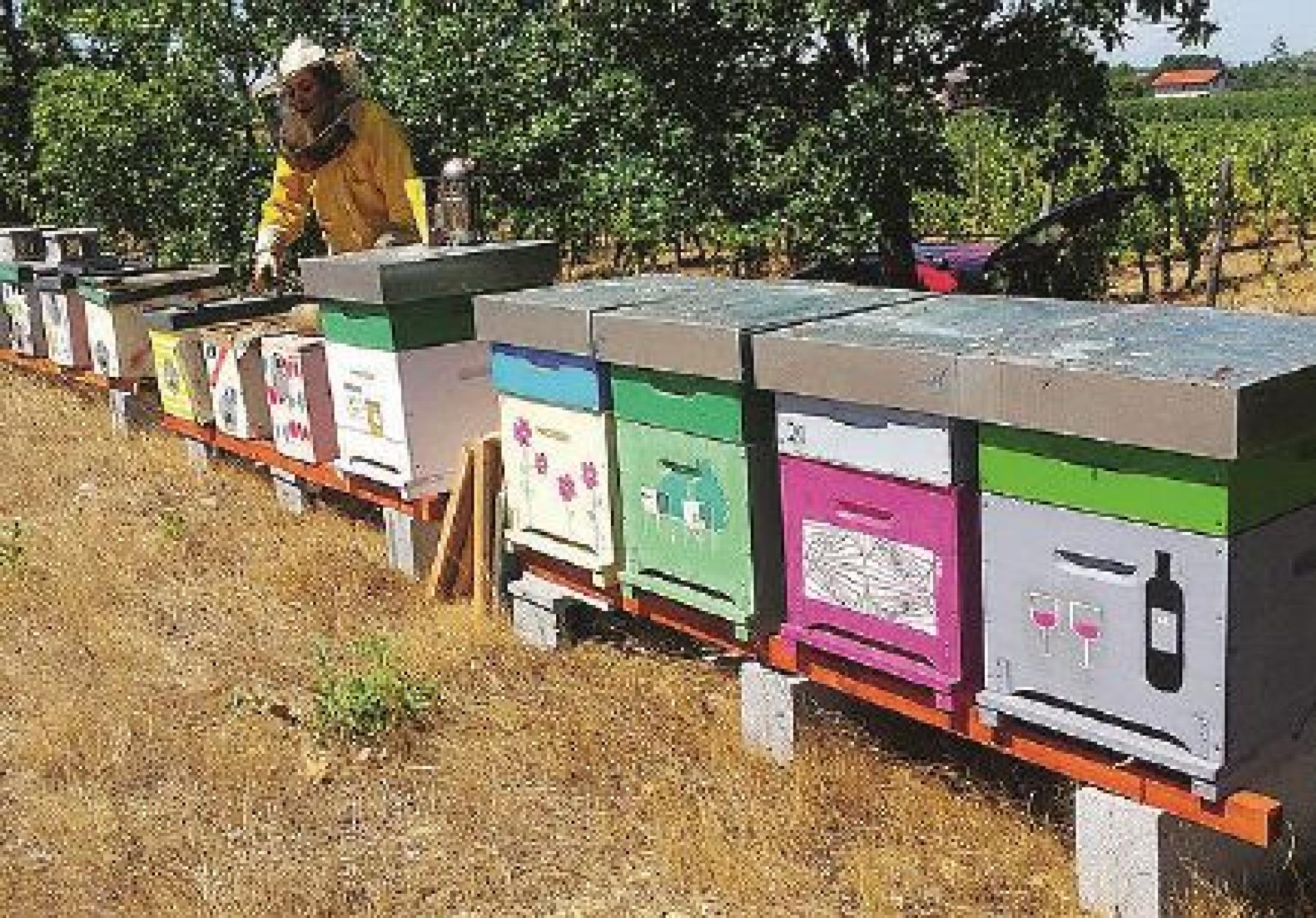 Regione Piemonte: contributi per 431 apicoltori