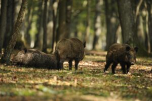 Peste suina, divieti di caccia tra l’Ovadese e la Liguria