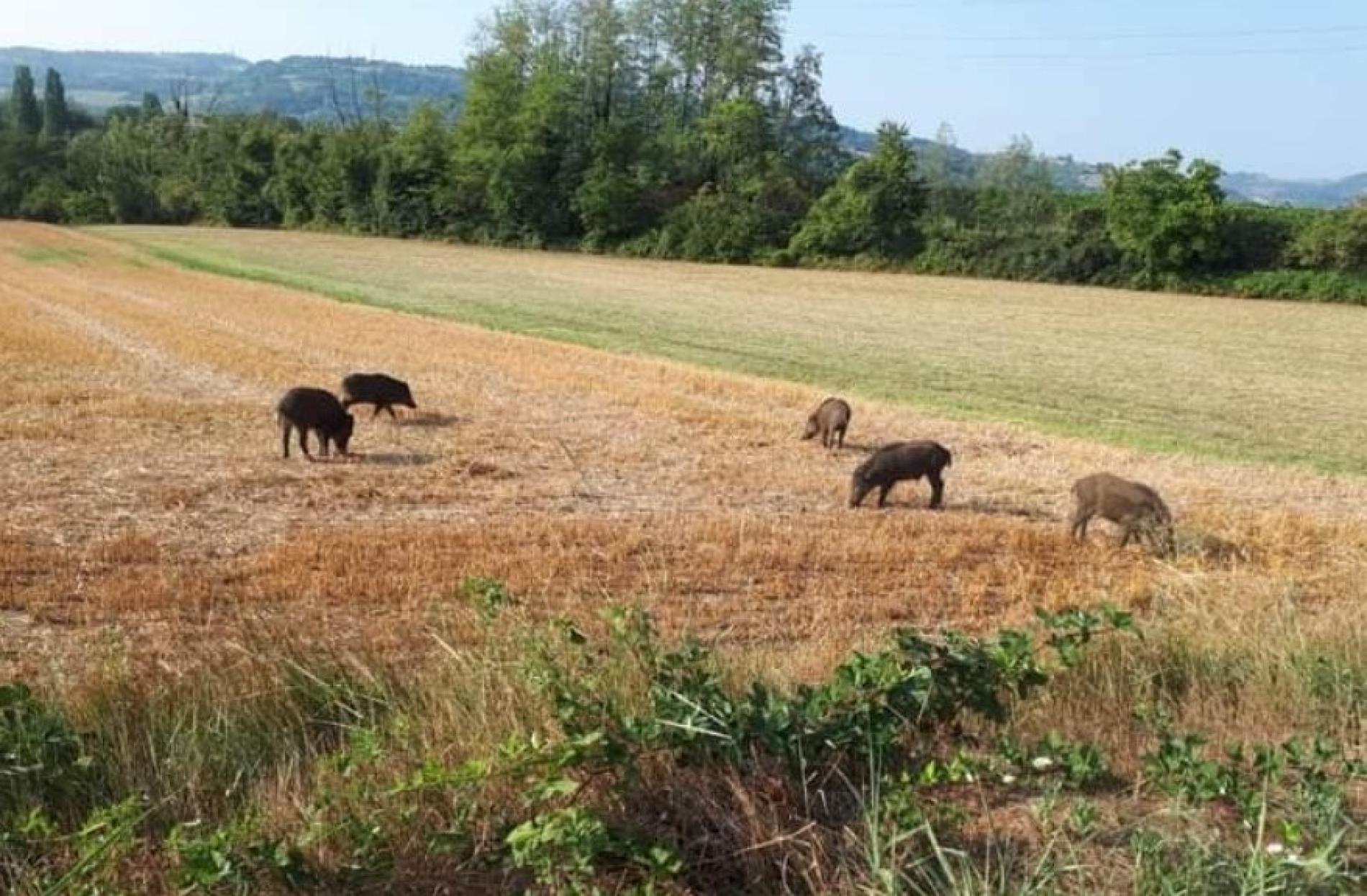 Cinghiali, l’allarme dei ponzonesi: “Situazione intollerabile”