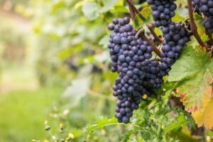 Città Europea del vino, la soddisfazione di Alexala