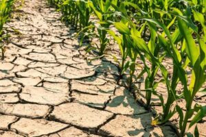 “Siccità: le aziende agricole si stanno spostando verso colture come soia e frumento”