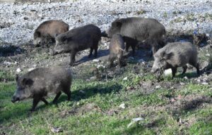 Peste suina e zone infette: cosa si può fare e cosa no