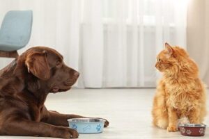“Dona la Spesa per gli amici animali” torna il 12 luglio in 55 Coop