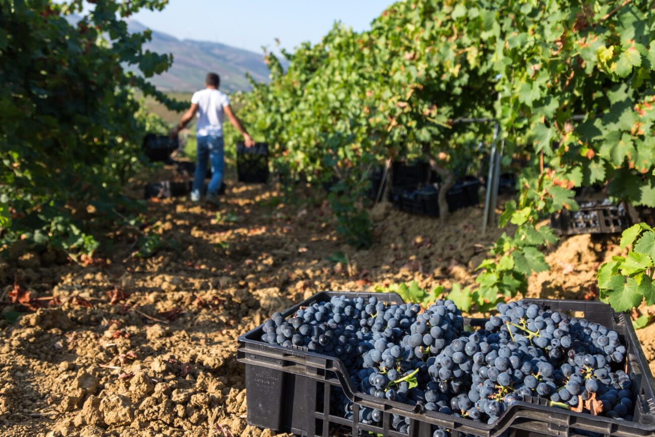 Vendemmia: qualità promettente nonostante le sfide climatiche