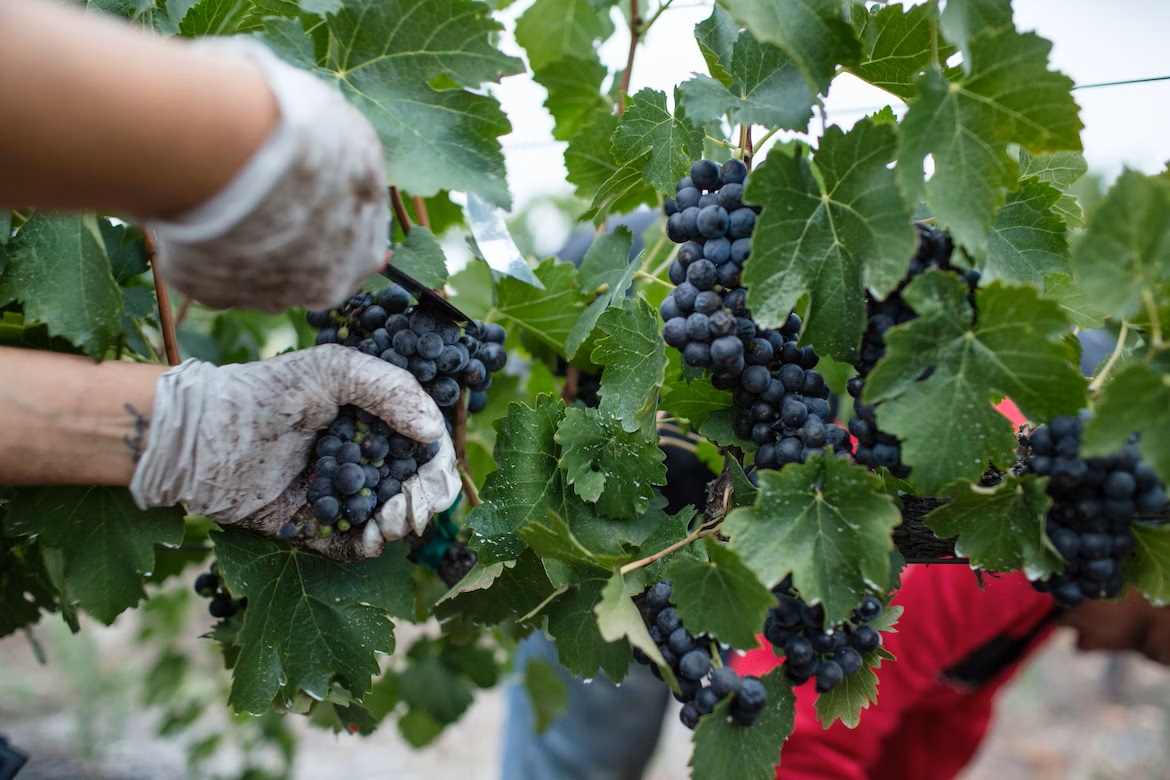 Deborah Piovan racconta l’agricoltura al femminile