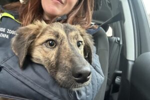 Gertrude, ritrovato sano e salvo a Novi il cane dato per morto