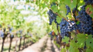 Vini e tradizioni: Alto Piemonte e Gran Monferrato, Città Europea del Vino 2024