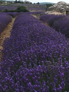 Esplorando la magia dei campi di lavanda nel Monferrato