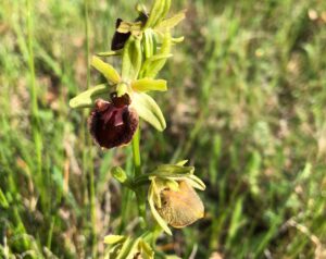 La magia delle orchidee selvatiche nel cuore verde del Monferrato