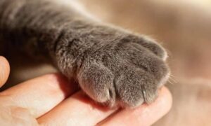 Autopsia conferma i sospetti: “Gatto scuoiato con arma da taglio”