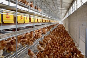 Allevamento da 210mila galline a Casei Gerola: protesta della Lav