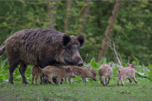 Peste suina africana, il Piemonte proroga  le misure di contrasto