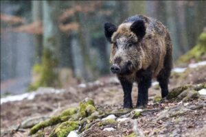 Peste suina, nuovo contagio a Viguzzolo