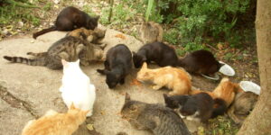 Regione: fondi a Mornese e Fabbrica Curone per le popolazioni feline