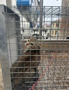 Recuperato il gatto sul tetto
