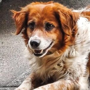 Il cane Filippo ucciso da un’auto: era la mascotte del paese