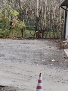 Tortona: i Vigili del Fuoco salvano un capriolo