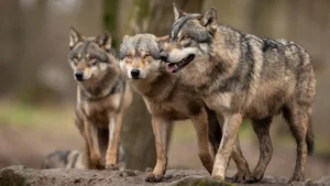Caccia e gestione della fauna, al via in Senato la riforma della legge 157