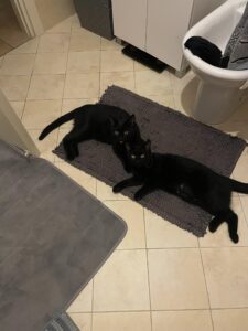 Viguzzolo: l’assassino del gatto ‘Puma’ ha finalmente un nome