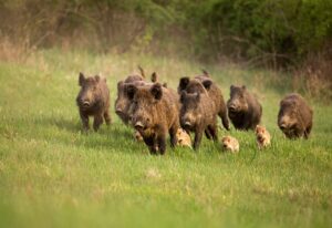Fauna selvatica, Coldiretti Piemonte: “Risarcimenti all’83% insufficienti”