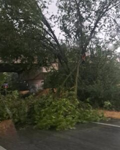 Alessandria: forte ondata di maltempo, alberi sulla SS30 e disagi alla circolazione