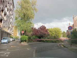 Alessandria, temporale e forte vento. Giù albero in corso IV Novembre. Grandine a Piovera